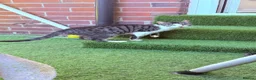 Bengal cats for sale: Bengal mix Beautiful Cat🥰 - Advert 2