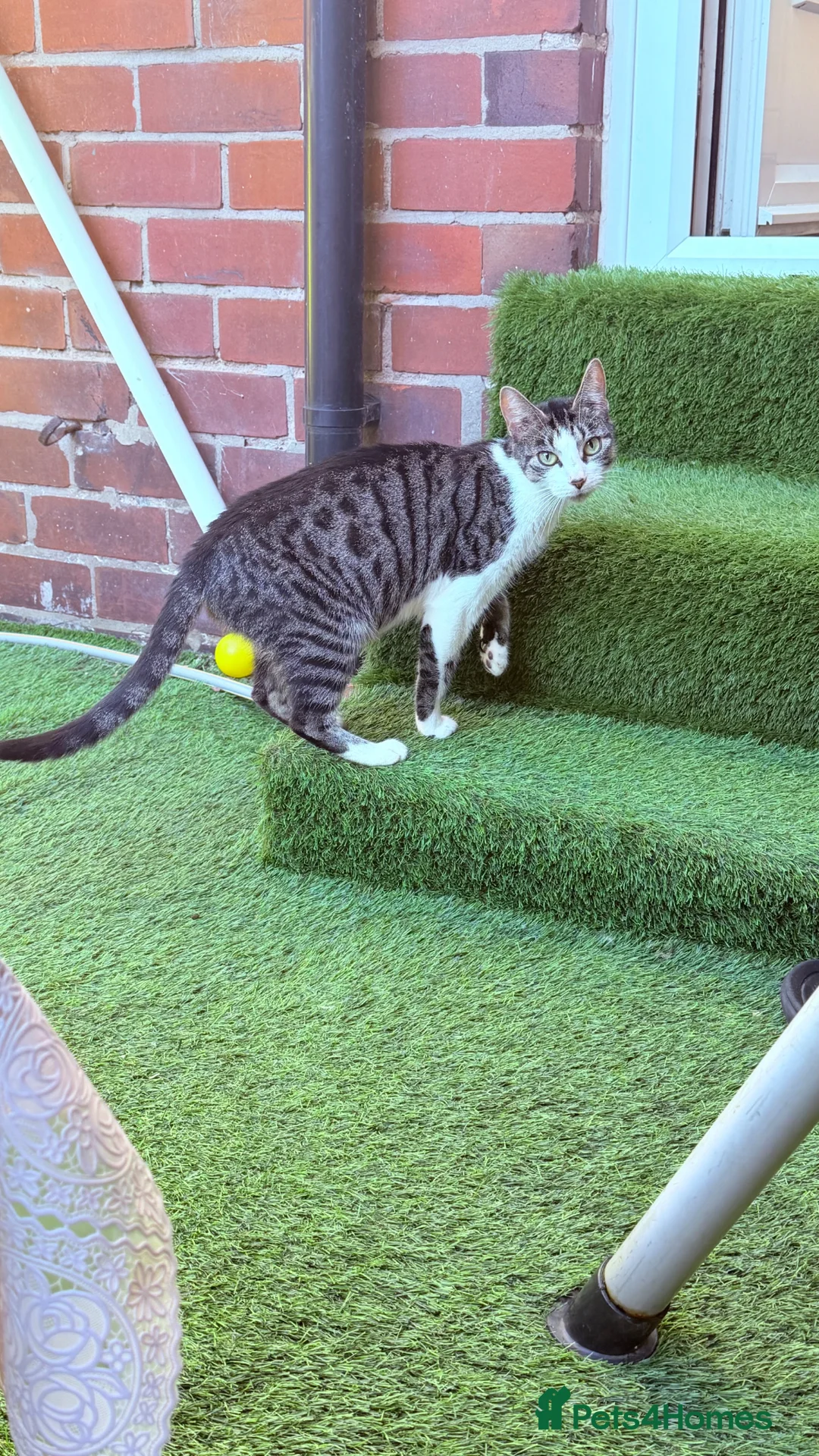 Bengal cats for sale: Bengal mix Beautiful Cat🥰 - Advert 2