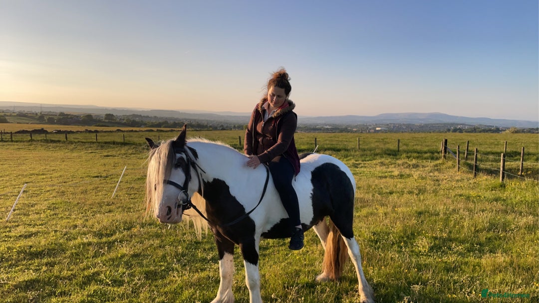 Irish Cob horses for sale: Dolly  - Image 7