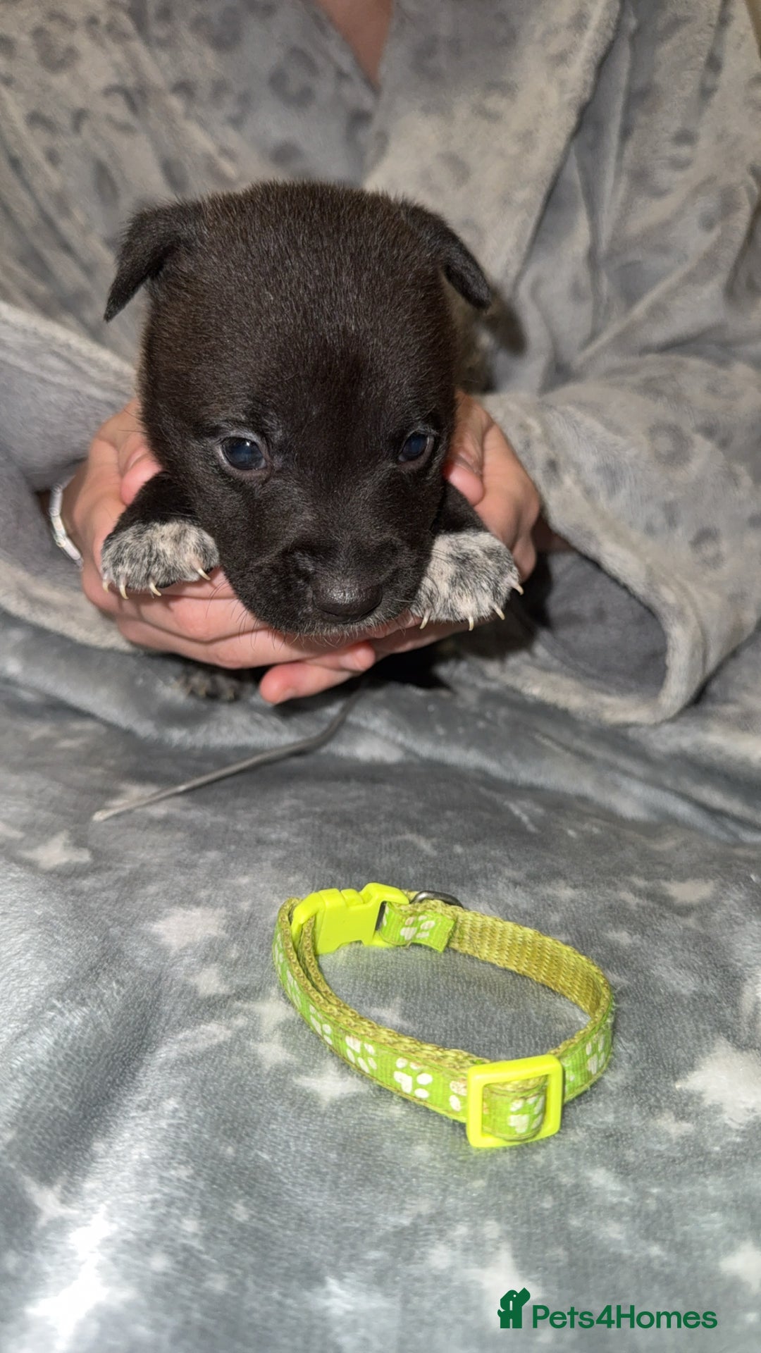 Mixed Breed dogs for sale: Cane corso hybrid Akita’s  - Advert 24