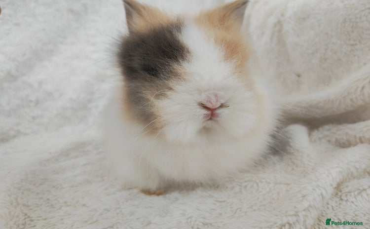 Lionhead rabbits - Advert 4