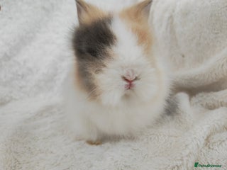 Lionhead rabbits - Advert 2