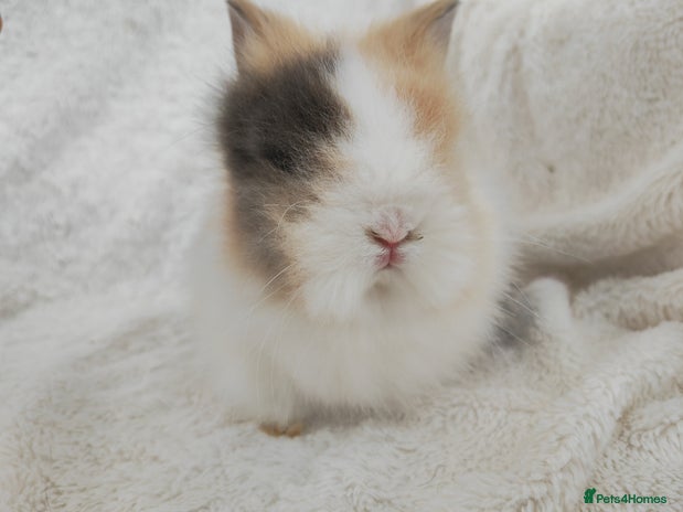 Lionhead rabbits - Advert 1