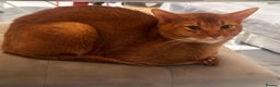 Abyssinian cats for stud: ☆Abyssinian Cat for stud-Sorrel colour ☆ in Northampton - Advert 4