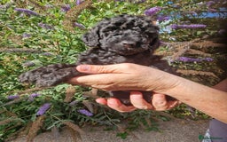 Cockapoo dogs for sale: EXCEPTIONAL HEALTH TESTED SHOW TYPE COCKAPOOS F1B - Image 28
