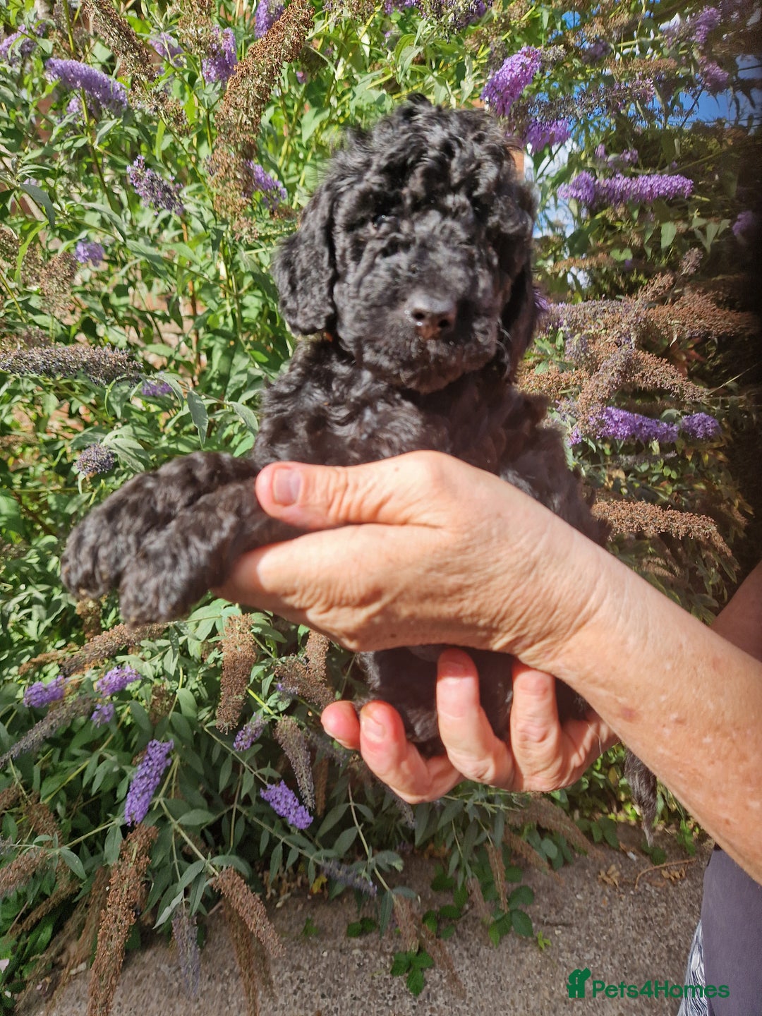 Cockapoo dogs for sale: EXCEPTIONAL HEALTH TESTED SHOW TYPE COCKAPOOS F1B - Image 28