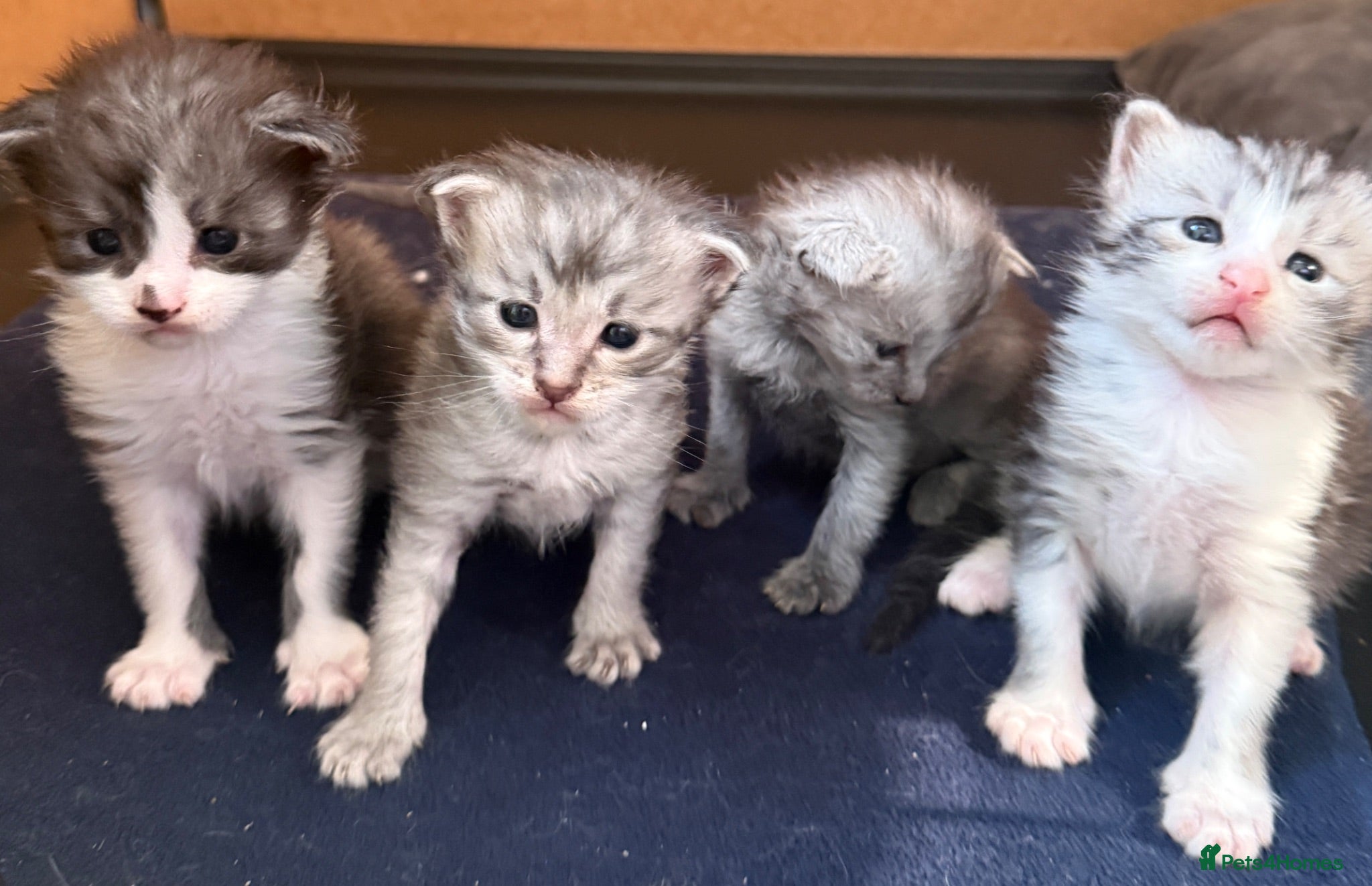 Maine Coon cats 4 MAINE COON KITTENS  - Advert 7
