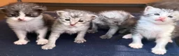 Maine Coon cats for sale: 4 MAINE COON KITTENS  - Advert 1