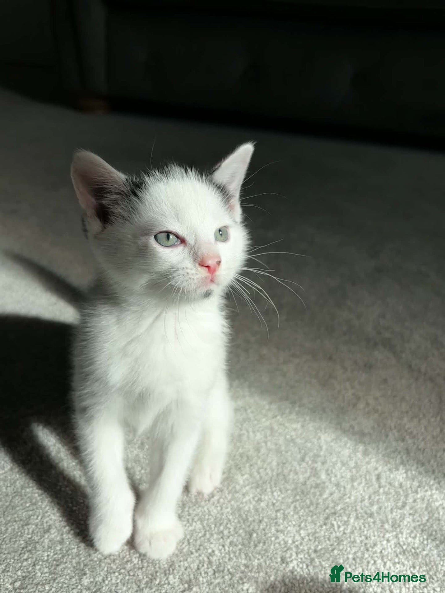 Mixed Breed cats Kittens for sale - Advert 5
