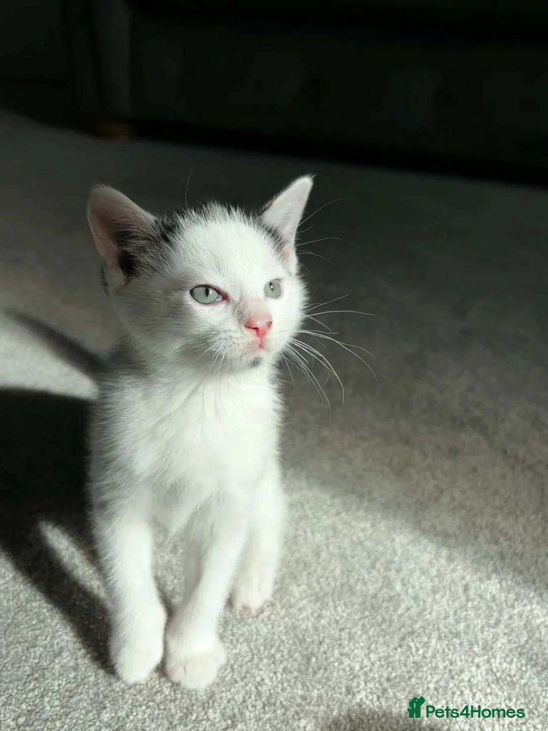 Mixed Breed cats for sale: Kittens for sale in Atherstone - Advert 1