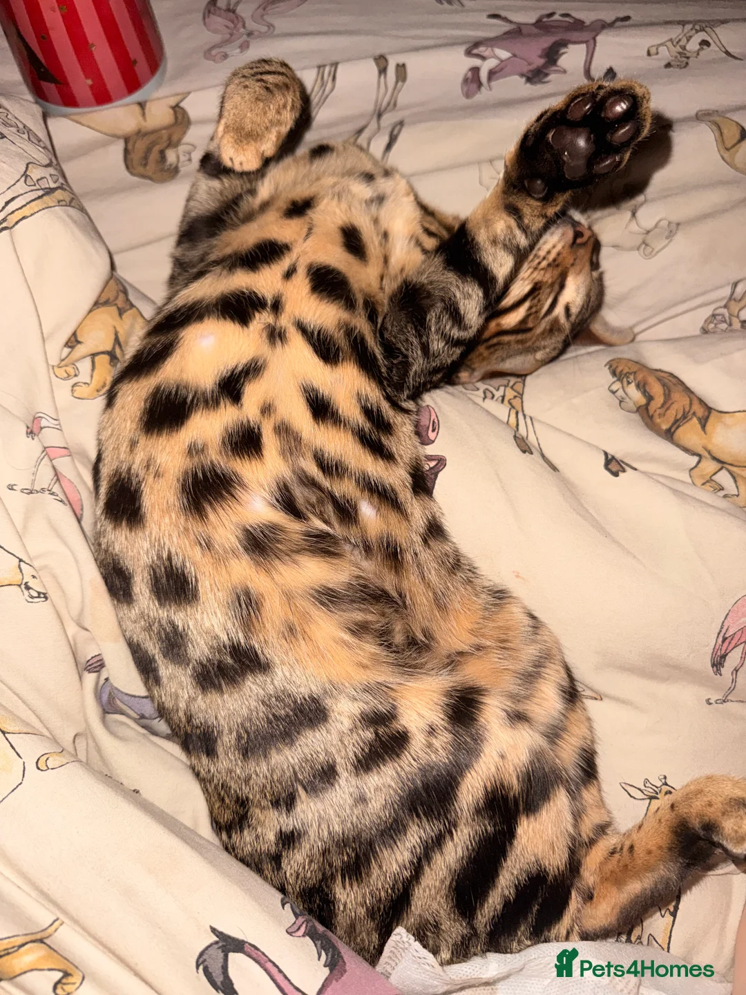 Bengal cats for sale: Male Bengal kitten - Advert 7
