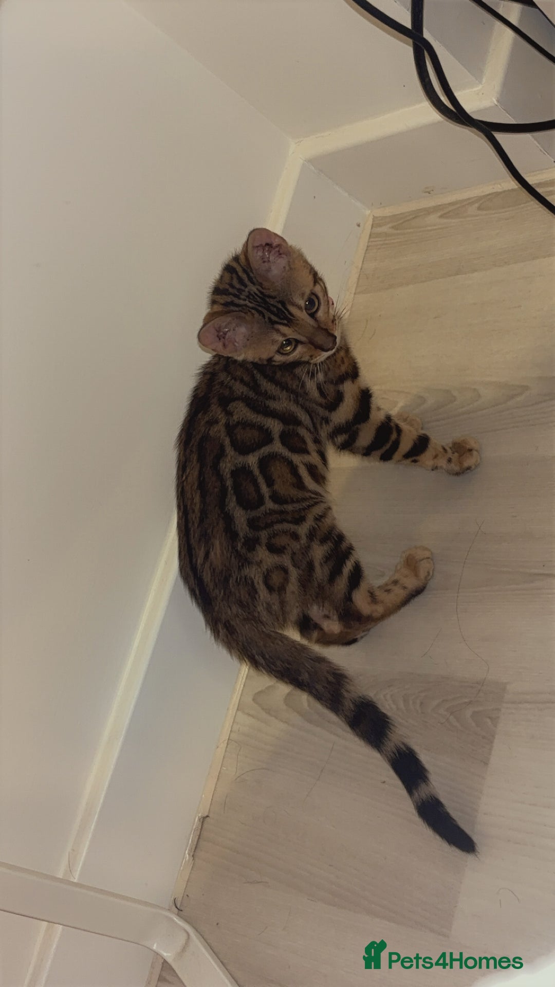 Bengal cats for sale: Bengal kittens  - Image 3
