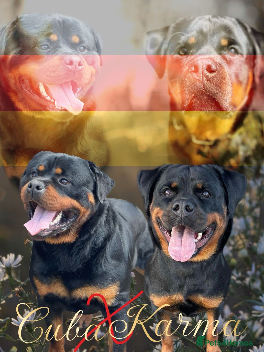 European Rottweiler Rottweiler Puppy European Bloodline KC Puppies