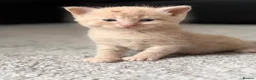 Mixed Breed cats for sale:     Healthy Playful Kittens - Advert 14