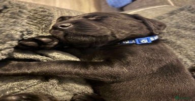 Labrador Retriever dogs - Advert 13