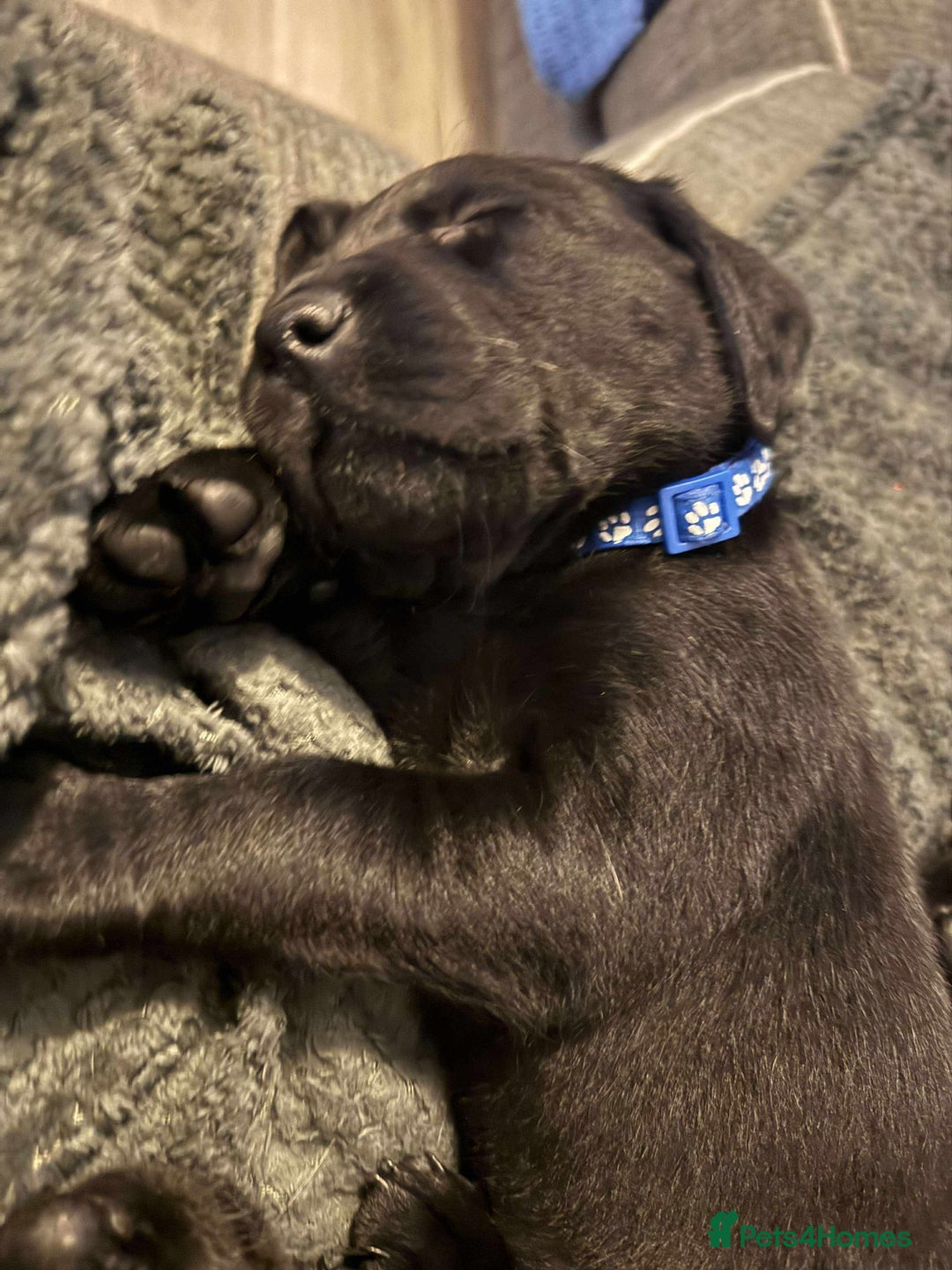 Labrador Retriever dogs for sale: Labrador Puppies  - Image 1