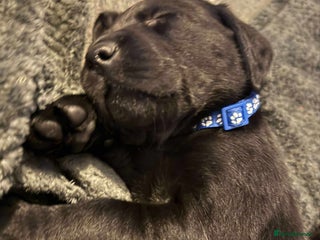 Labrador Retriever dogs - Advert 3