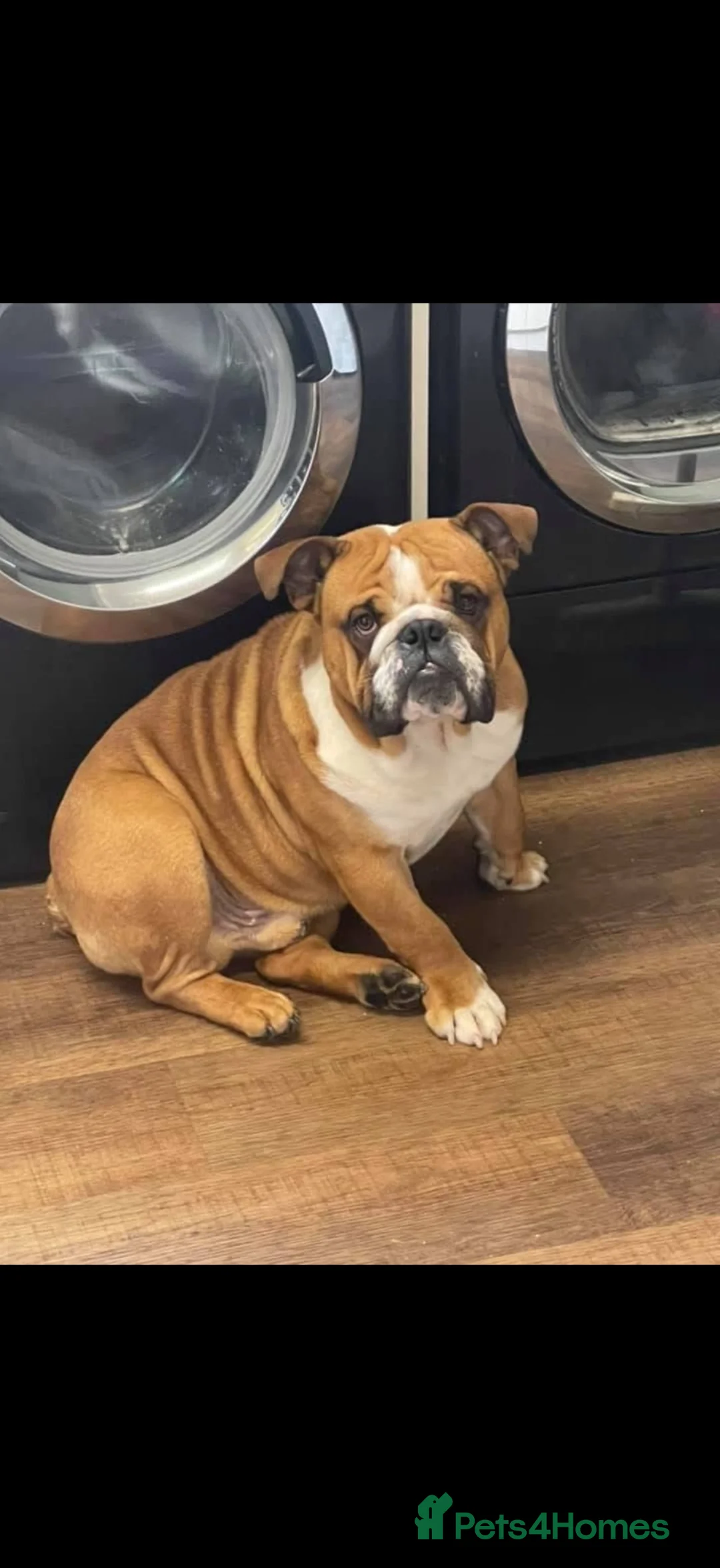 English Bulldog dogs for sale: British bulldog in Wigan - Advert 1
