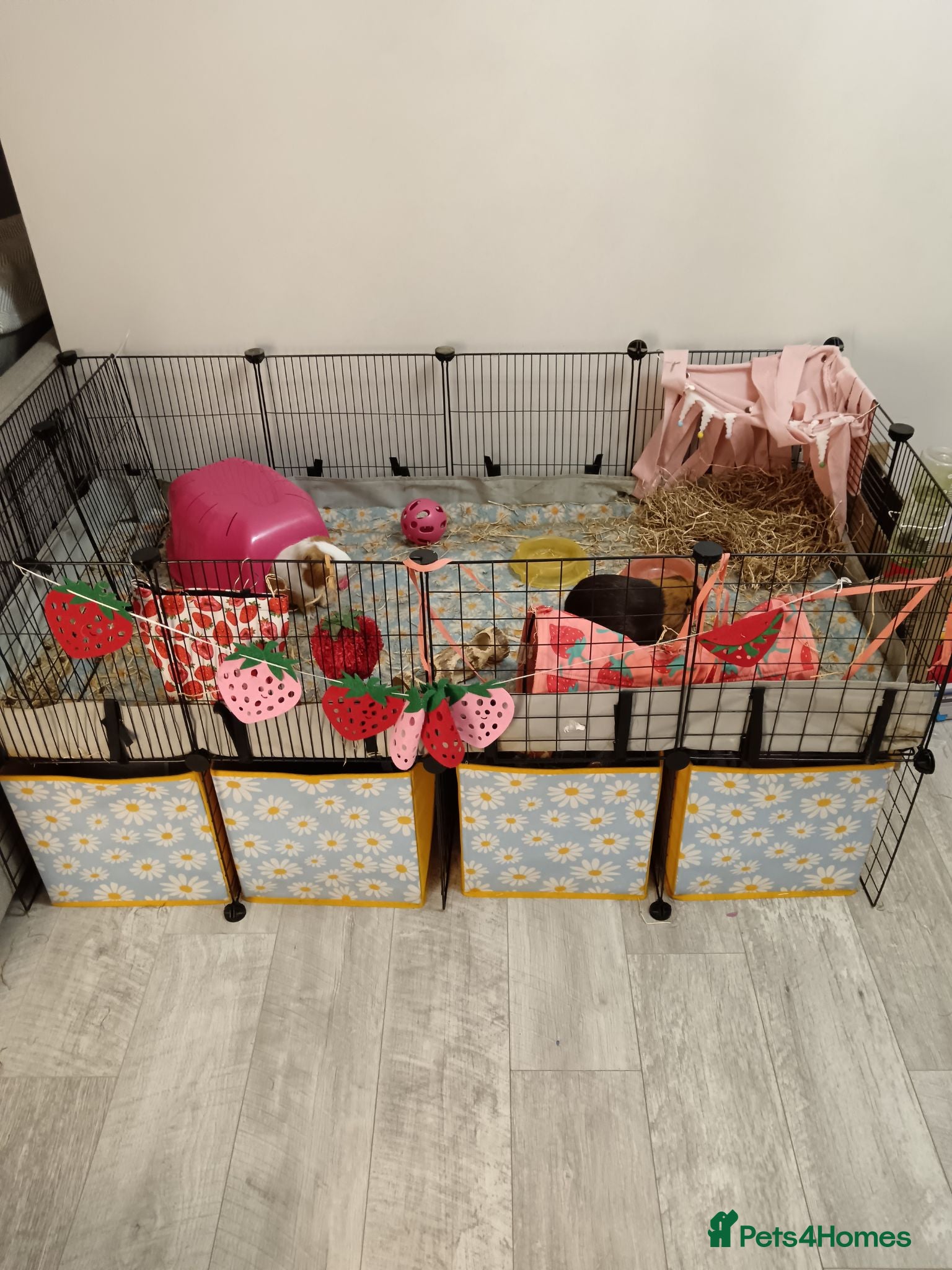 Guinea Pig rodents Guinea pigs and cage - Advert 3