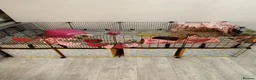 Guinea Pig rodents for sale: Guinea pigs and cage - Advert 1