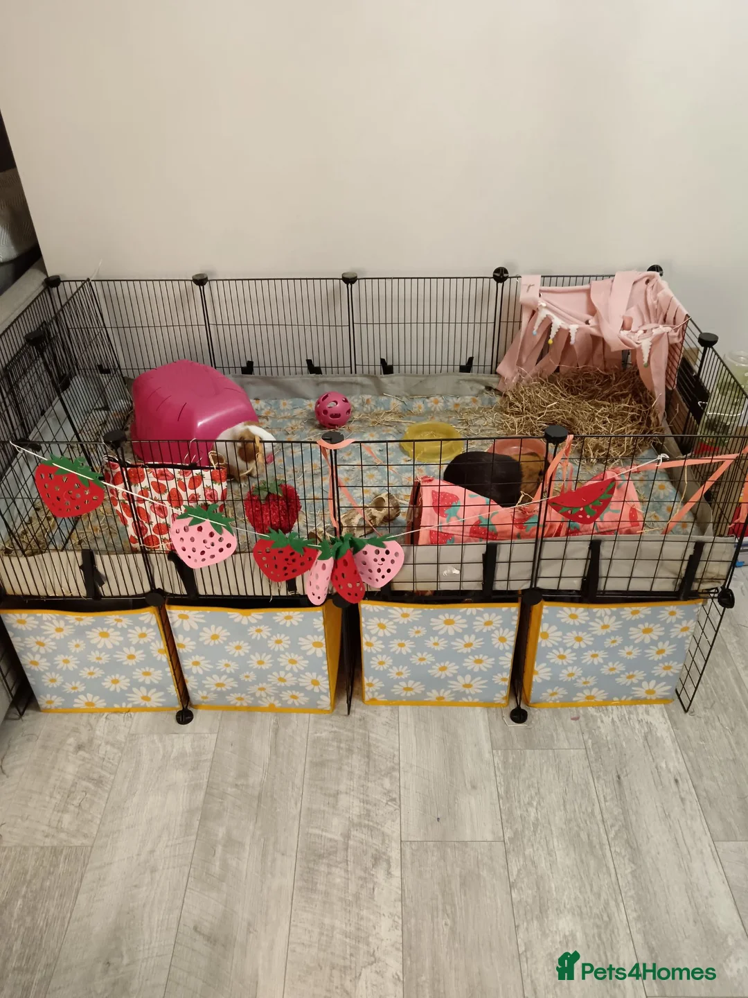 Guinea Pig rodents for sale: Guinea pigs and cage - Advert 1