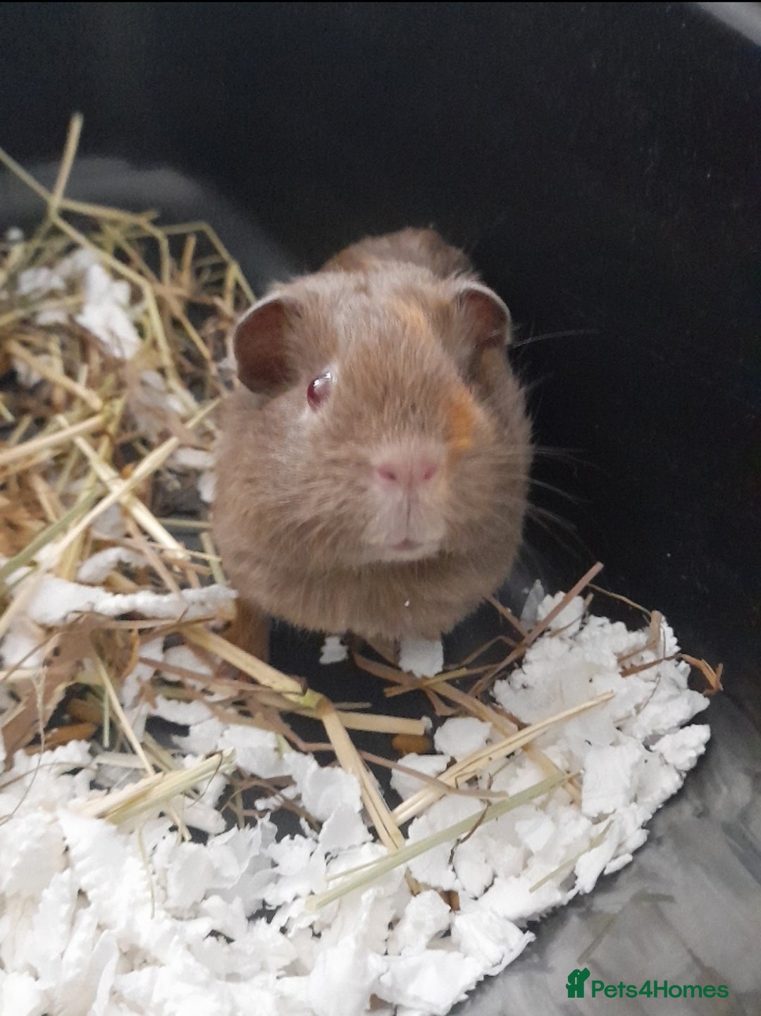 Guinea Pig rodents for sale: 1 male guniea pig for sale - Advert 4
