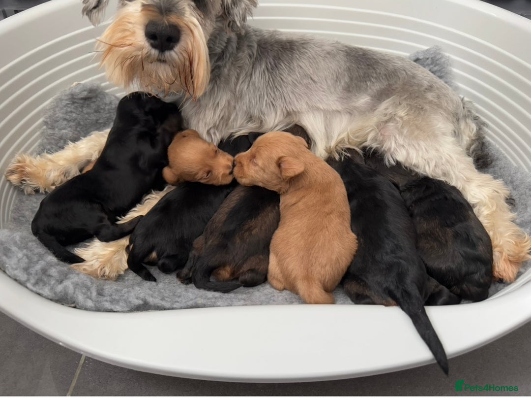 Schnoodle dogs for sale: F1 Puppy schnoodles - Image 15