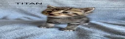 Maine Coon cats for sale: 1/2 Maine Coon Fluffy Tabby Kittens!  - Advert 12