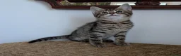 Bengal cats for sale: Playful and Friendly Bengal kittens - Advert 15