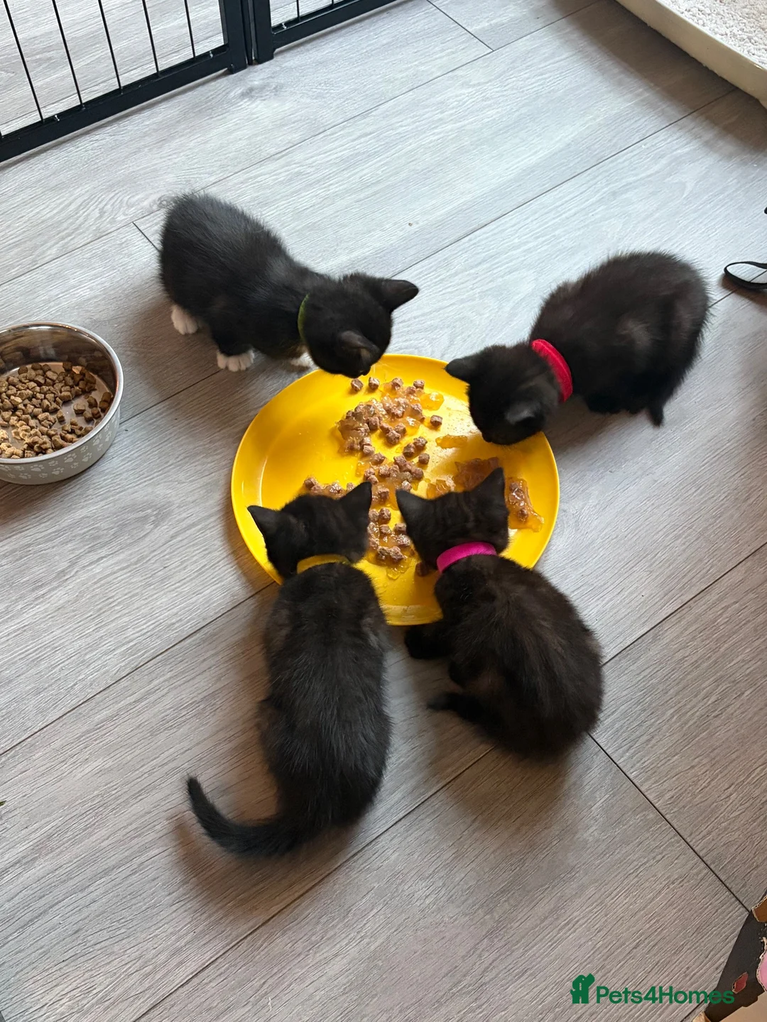 Mixed Breed cats for sale: Kittens  - Advert 2