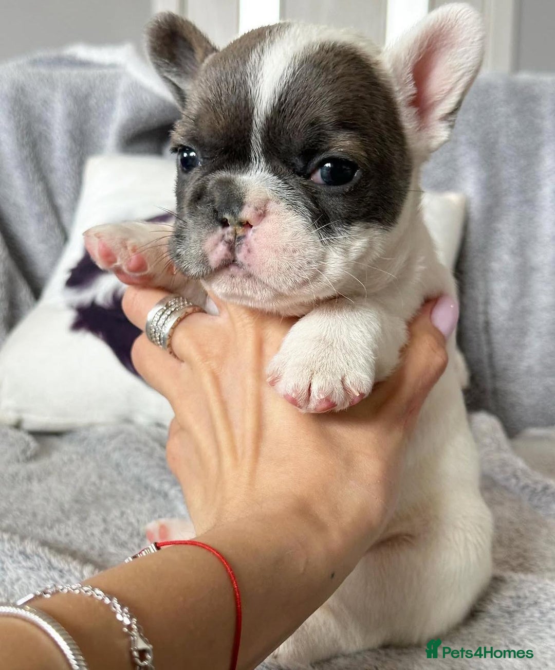 French Bulldog dogs for sale: Beautiful PURE French Bulldog Puppies for Sale - Advert 1