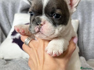 French Bulldog dogs Beautiful PURE French Bulldog Puppies for Sale - Advert 1