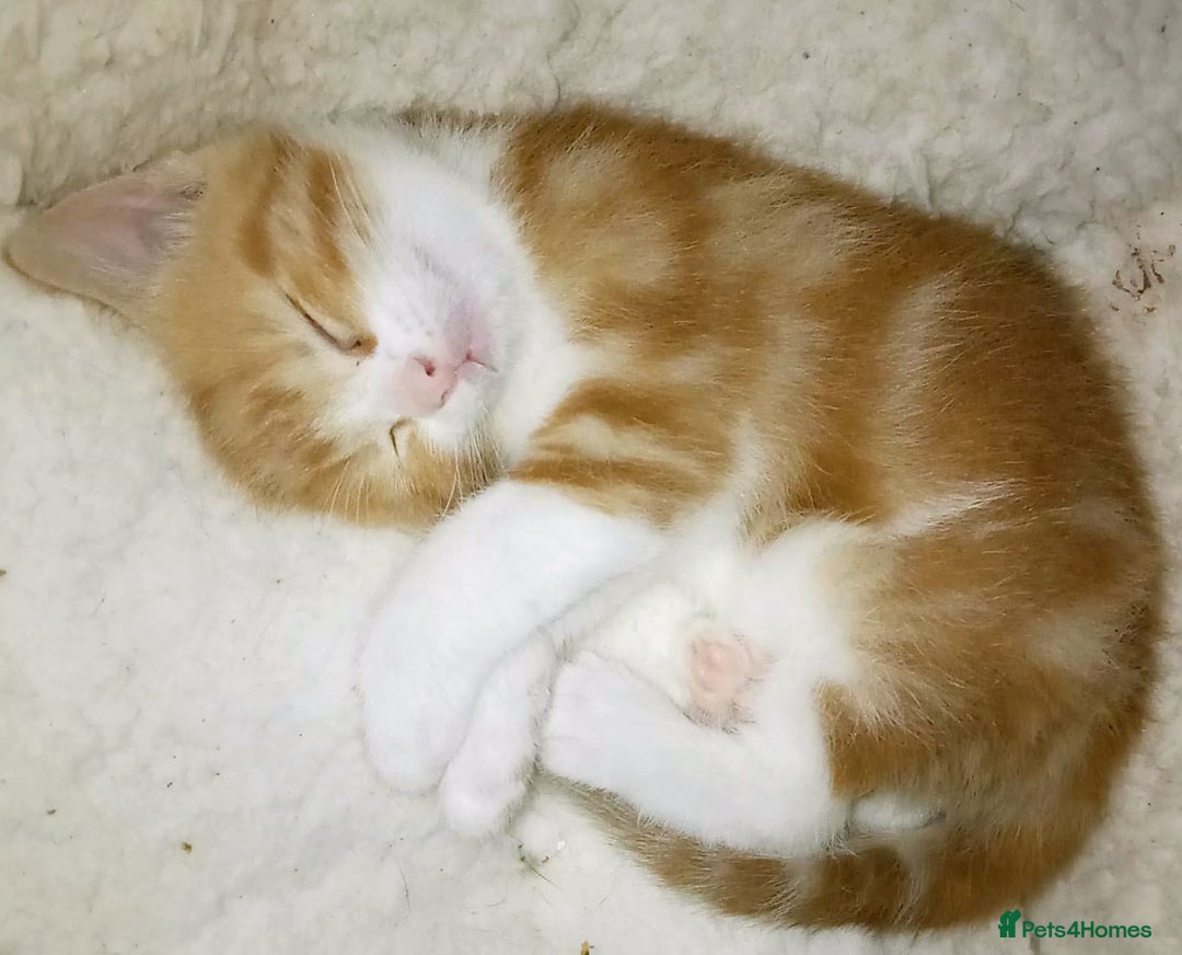 Mixed Breed cats for sale: 3 beautiful kittens  - Advert 1