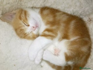 Mixed Breed cats 3 beautiful kittens - Advert 3