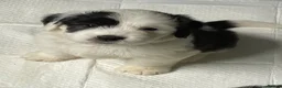 Old English Sheepdog dogs for sale: Old English x St Bernard SCOTLAND - Advert 31