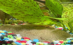 Catfish fish for sale: 🐠 Blue-Eyed, Yellow-Bristled-Nosed Pleco  - Image 4