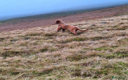 Cockapoo dogs for sale: f1 apricot cockapoo - Advert 12