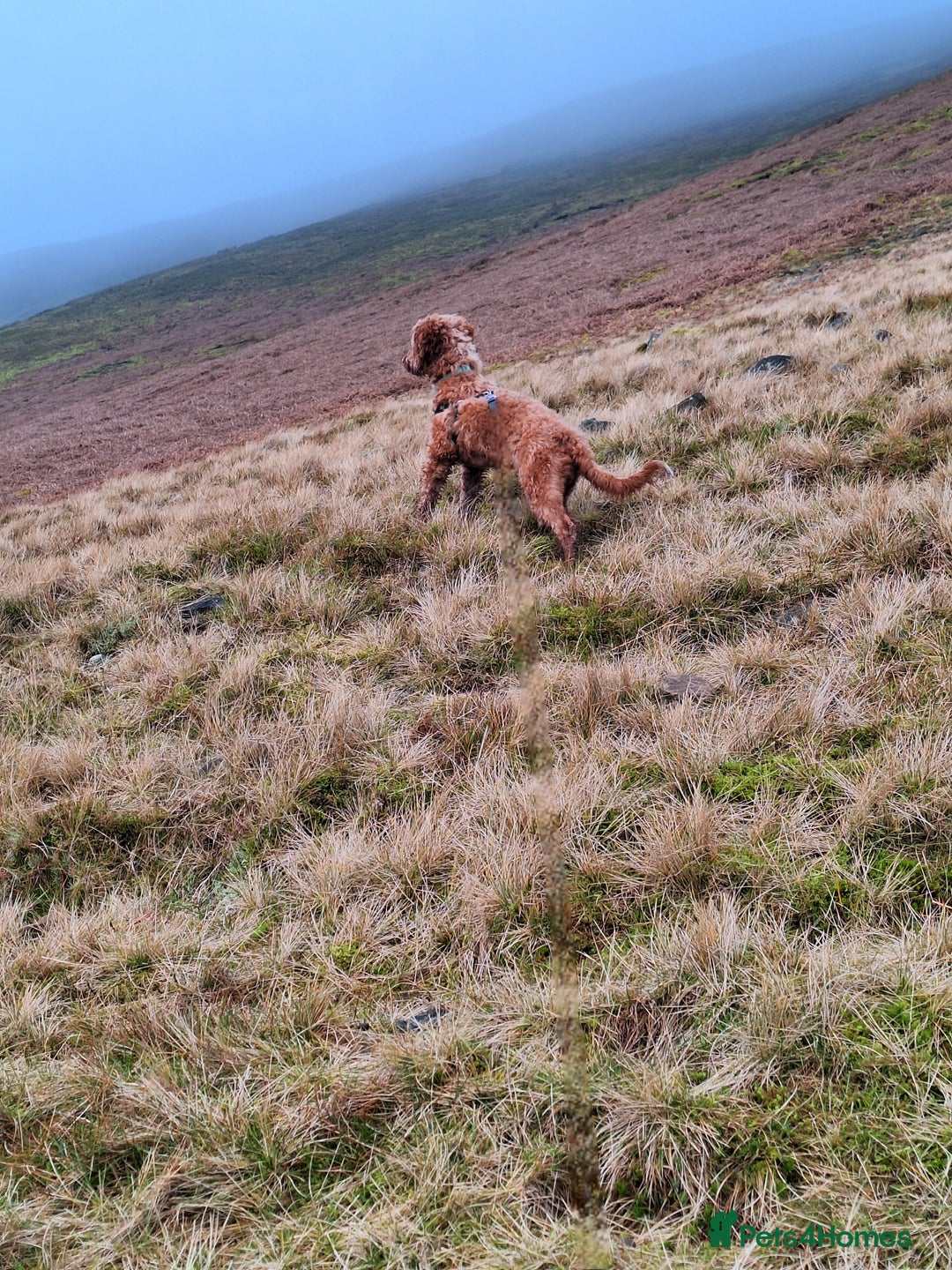 Cockapoo dogs for sale: f1 apricot cockapoo - Advert 12