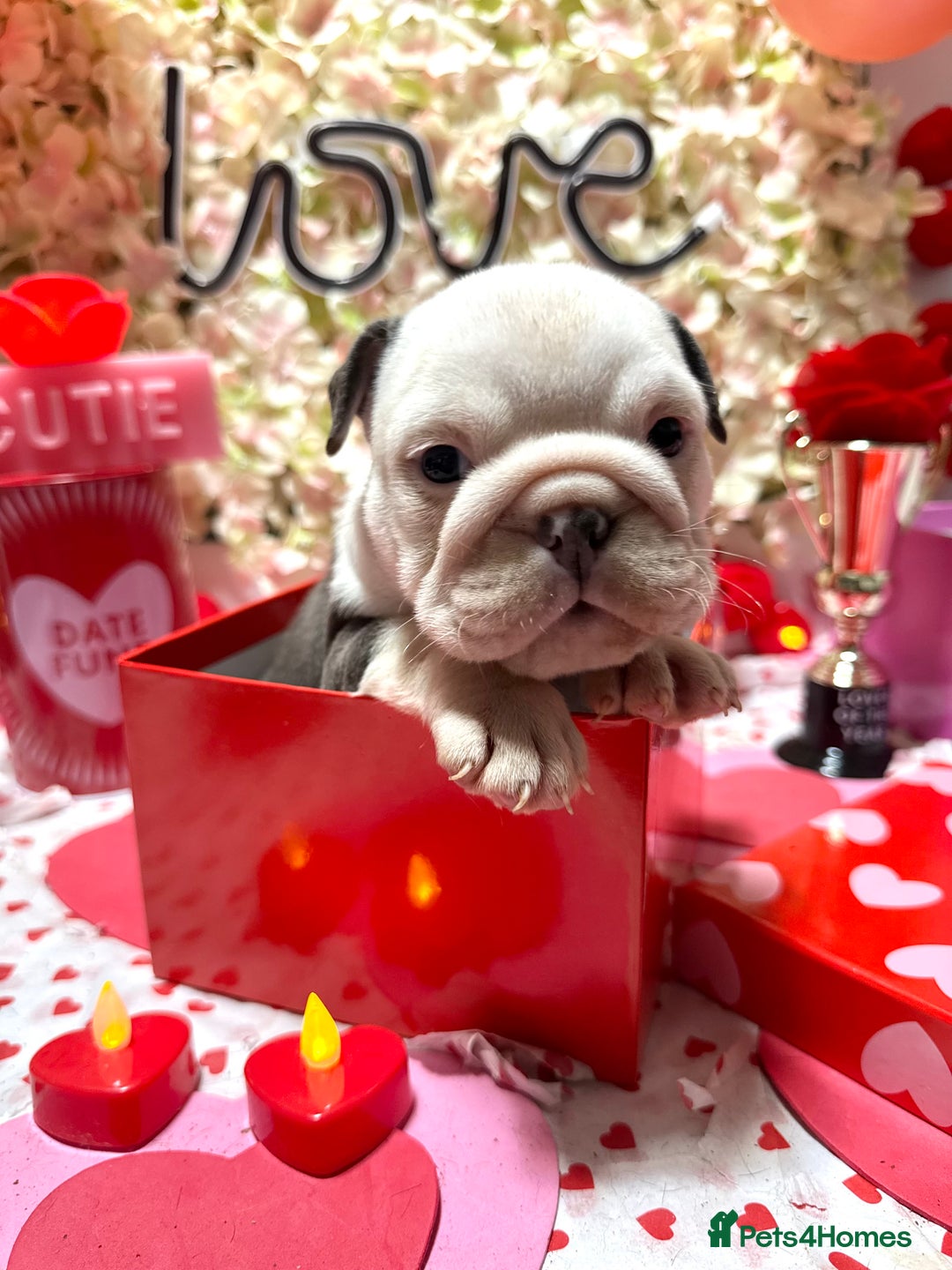 English Bulldog dogs for sale: Elite KC Registered English Bulldog Puppies - Advert 6