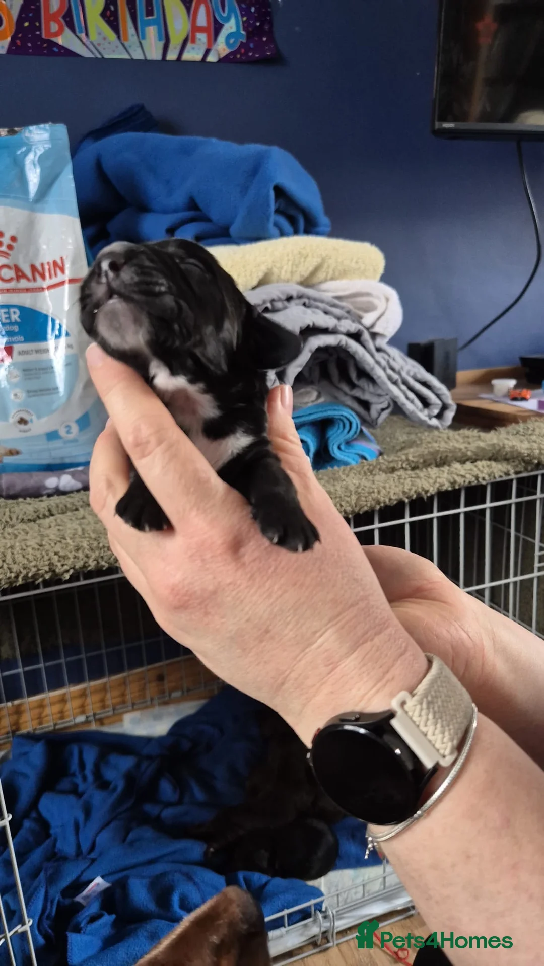 Cocker Spaniel dogs for sale: Cocker Spaniel - Advert 9