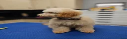 Cockapoo dogs for sale: Teddy bear cockapoos  - Advert 12