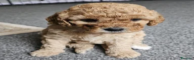 Cavapoo 2