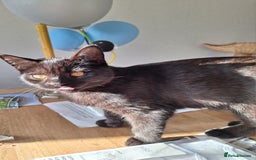 British Shorthair cats for sale: 🤎SALE!!! CHOCOLATE BSH boy and girl left, LONDON - Image 1