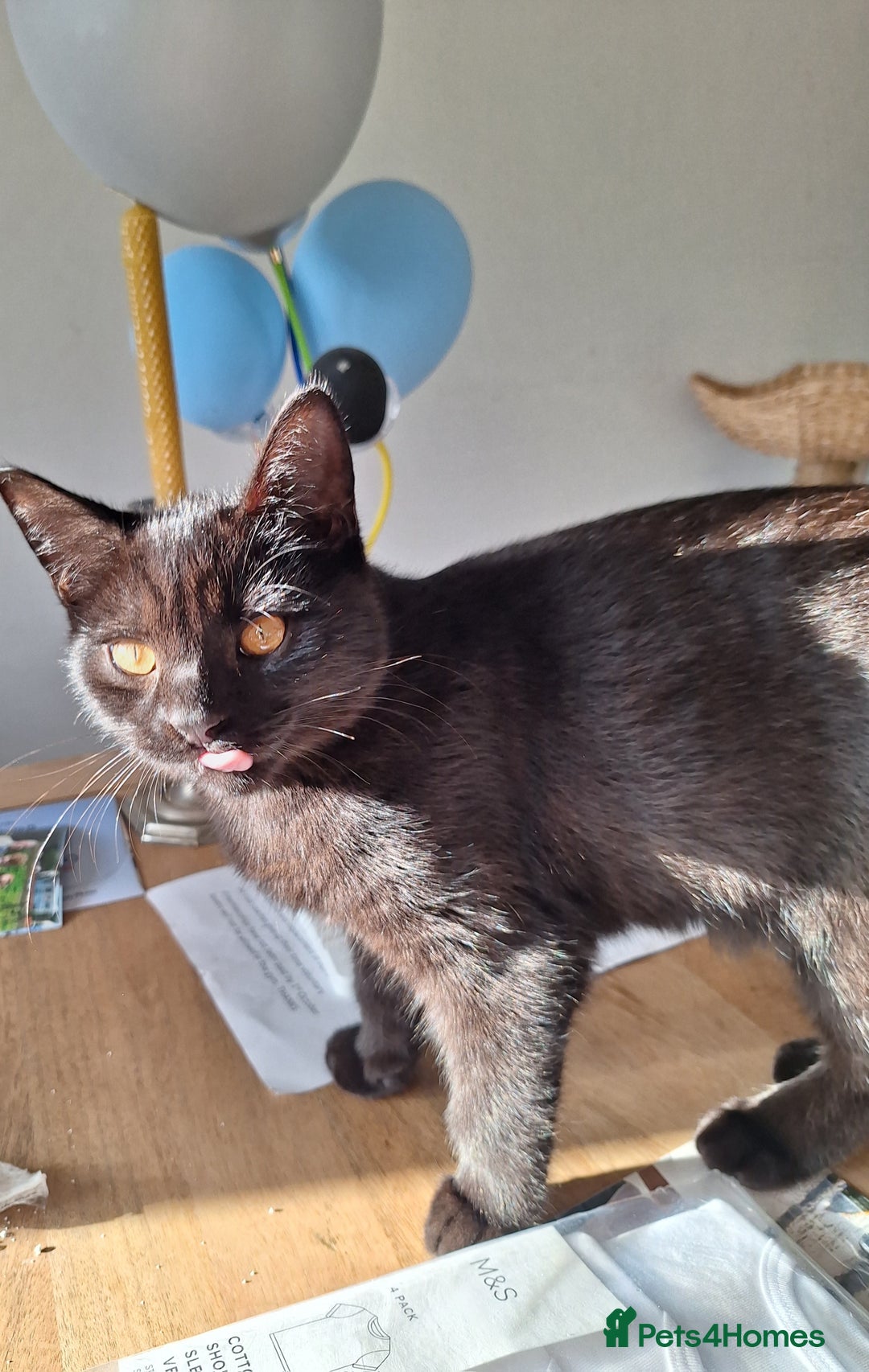 British Shorthair cats for sale: 🤎SALE!!! CHOCOLATE BSH boy and girl left, LONDON - Image 1