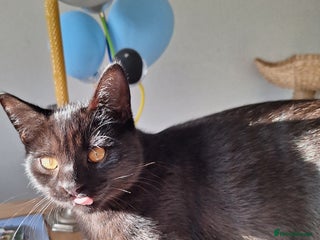 British Shorthair cats - Advert 1