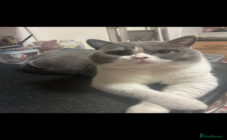 British Shorthair cats Odd eyed British shorthair male for sale  - Advert 1