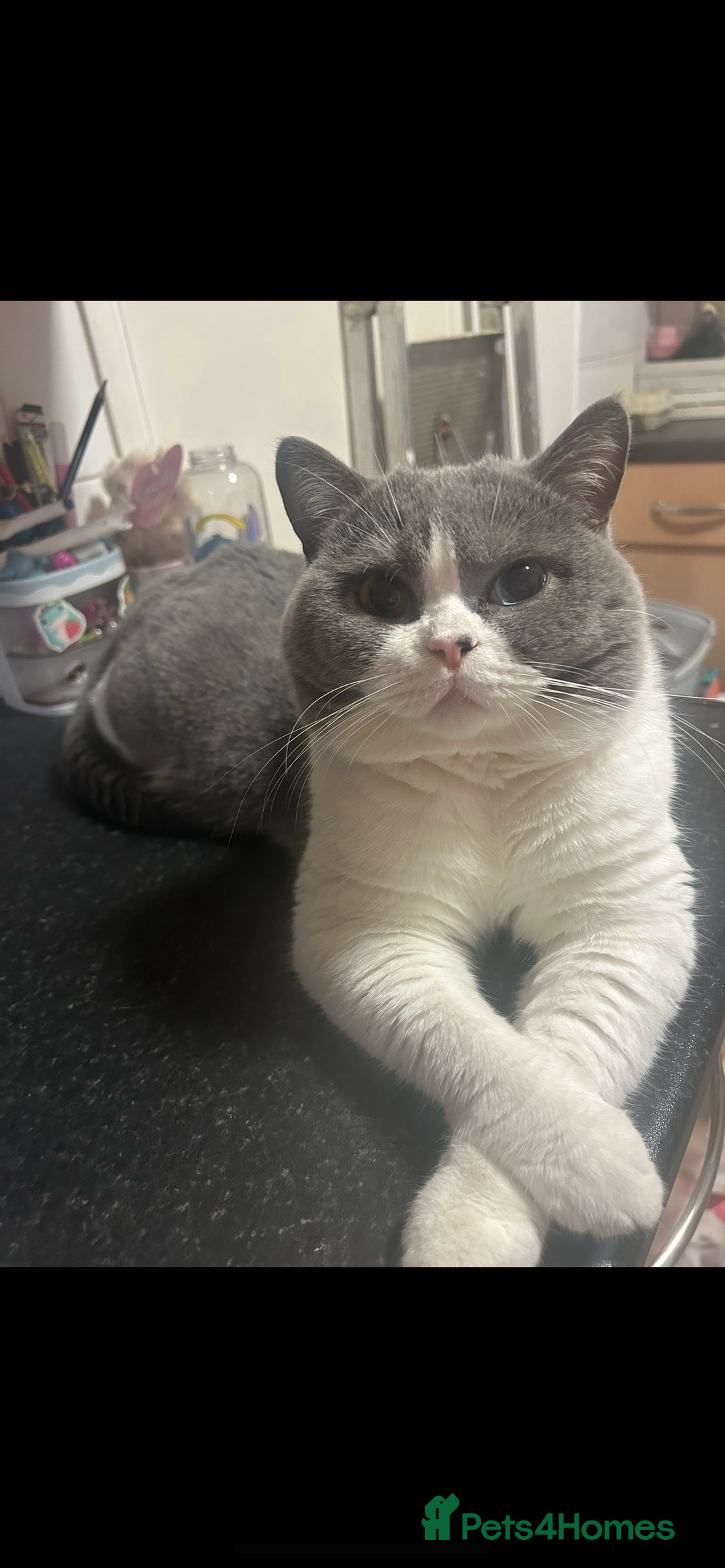 British Shorthair cats for sale: Odd eyed British shorthair male for sale  - Advert 1