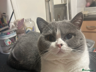 British Shorthair cats Odd eyed British shorthair male for sale - Advert 3