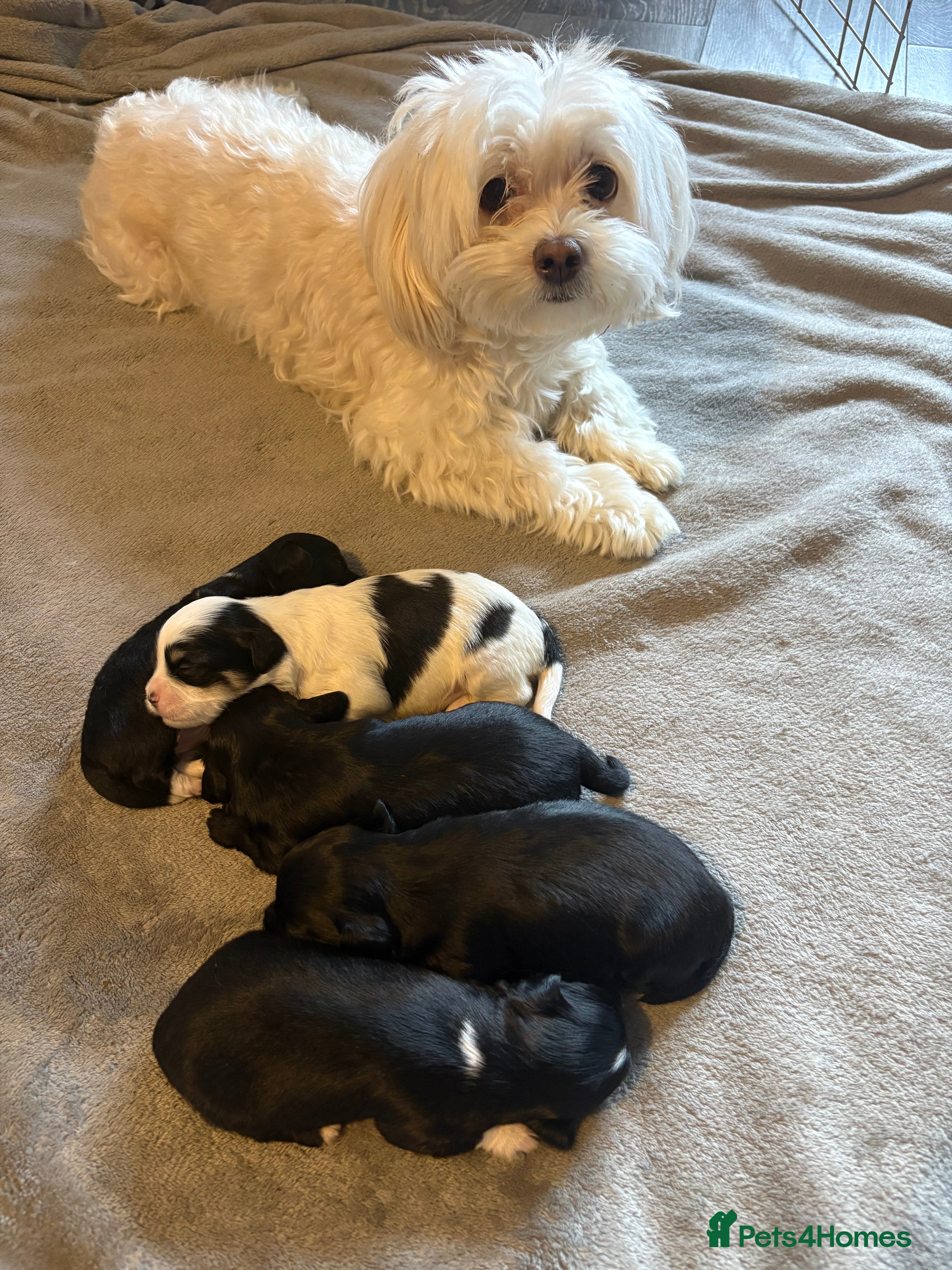 Mixed Breed dogs Puppies for sale  - Advert 1