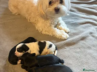 Mixed Breed dogs Puppies for sale - Advert 8